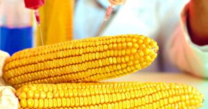Gli Stati Uniti e la nuova normativa sui prodotti geneticamente modificati