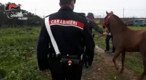 CC – Corse clandestine di cavalli a Brancaccio-Palermo