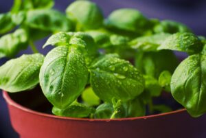 Pesto Barilla: un mix tra innovazione e sostenibilità