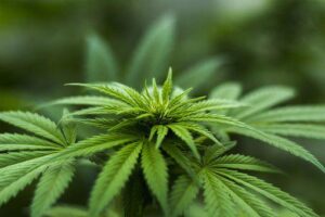 Cannabis, alla Camera avanti su legalizzazione coltivazione domestico