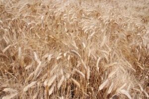 Flash – Turchia e Russia inviano grano gratis all’Africa