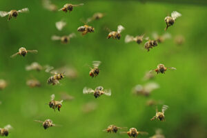 Flash – Aggredito da api muore 59enne nel Messinese