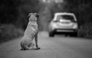 Giornata internazionale del cane randagio, 2 mln di cani non registrati