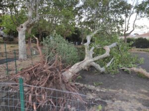 Bresciano: cade albero per maltempo. Morta 16enne