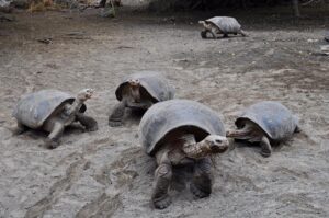 Galapagos: trovati resti di 4 tartarughe giganti uccise