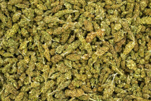 Vibo Valentia, maxi sequestro di 700 kg di marijuana