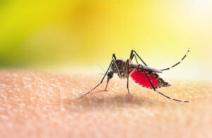 Flash – Nuoro, confermato virus ‘Usutu’ in zanzare