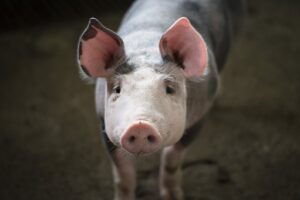 Peste Suina: blitz in Lombardia per abbattere i maiali