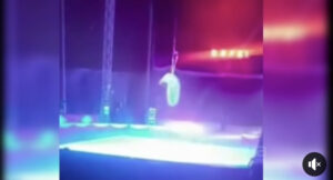 Trapezista del Circo Orfei cade durante esibizione da 4 mt