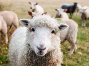 Il mistero delle pecore che camminano in cerchio da dodici giorni senza mai fermarsi