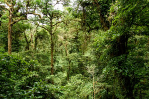 Colombia, 4 bambini ritrovati vivi nella foresta a 17 giorni da incidente aereo