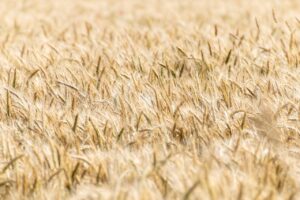 Russia: “accordi grano hanno cessato di avere effetto”