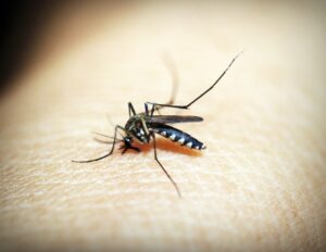 Primo caso di febbre di Dengue in Italia