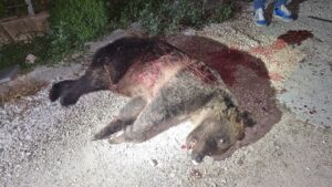 Abruzzo, uccisa a fucilate l’orsa Amarena