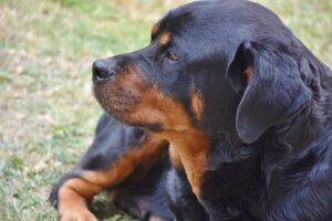 Roma, rottweiler precipita da balcone: travolta donna incinta