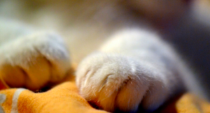 Fiaccolata per Leone: il gatto torturato che ha commosso l’Italia