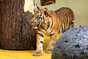 Bioparco di Roma: è nata una cucciola rara di tigre di Sumatra