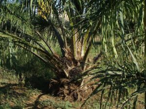 Eudr: Tracciabilità e zero deforestazione per l’olio di palma