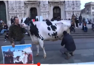 La mucca “Ercolina” sul palco del Festival di Sanremo