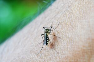 Dengue,nuova circolare sulla prevenzione del Ministero della salute