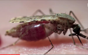 Burioni: per evitare la Dengue, serve eliminare la zanzara tigre