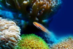 Allarme ambientale per lo sbiancamento delle barriere coralline