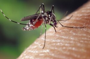 Dengue – Burioni: “Grave 1 caso su 20”