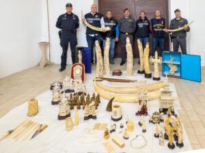 Detenzioni illegale di avorio: maxi sequestro dei CC a Vicenza