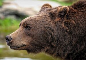 Trento, l’orsa di Dro sarà abbattuta: Fugatti firma l’ordinanza