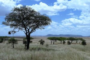 Tanzania, rigenerazione naturale natura, solidarietà internazionale, telerilevamento satellitare e ricerca scientifica