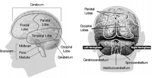 Le aree visive superiori del cervello influiscono sulla percezione della realtà